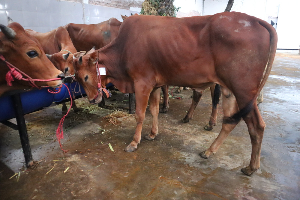 Pendaftaran Qurban RPH Surabaya Diperpanjang, Total 180 Ekor Sapi Terdaftar