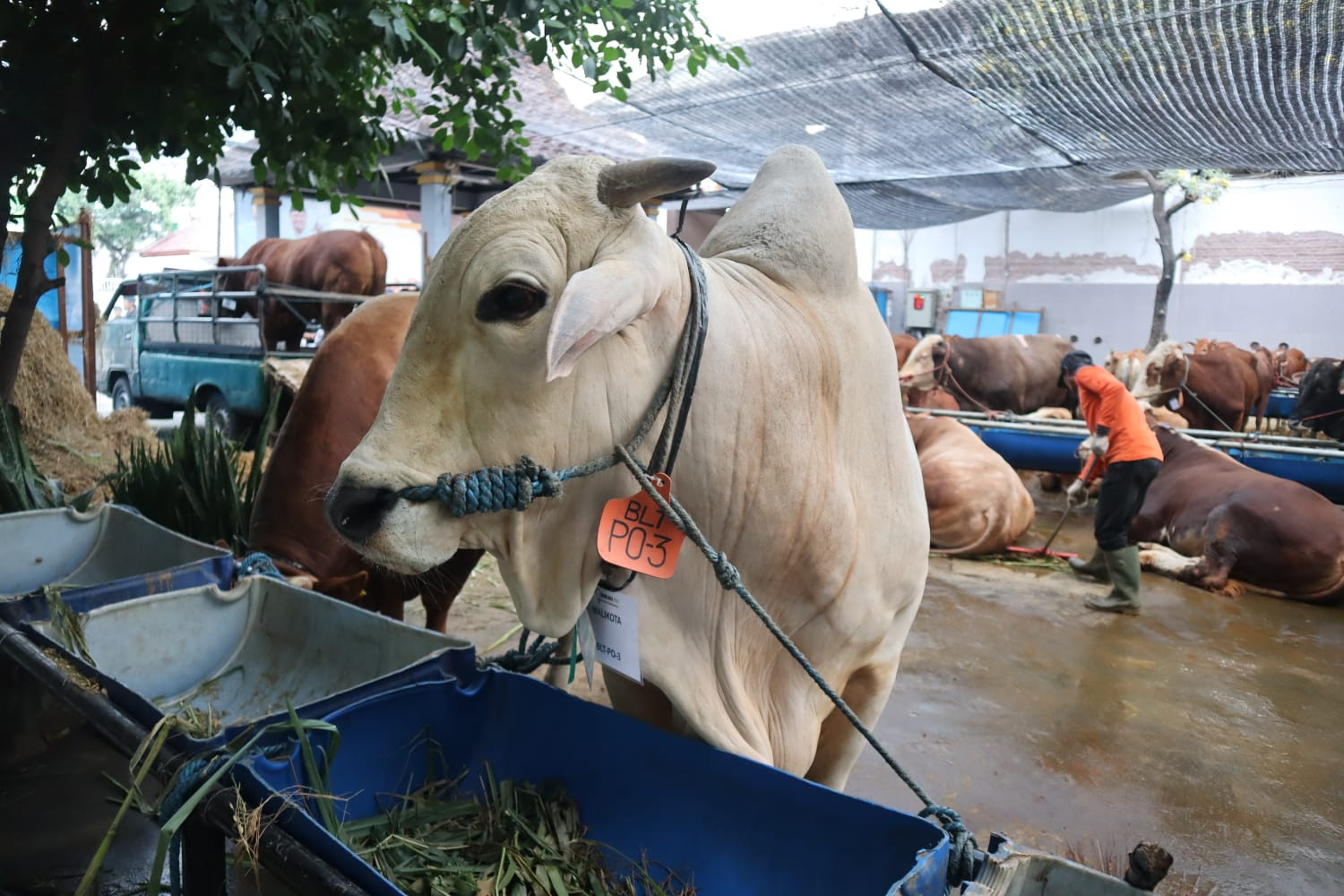 Pendaftar Qurban RPH Surabaya Capai 130 Ekor Sapi, Utamakan Kesejahteraan Hewan, 25 Mei Ditutup