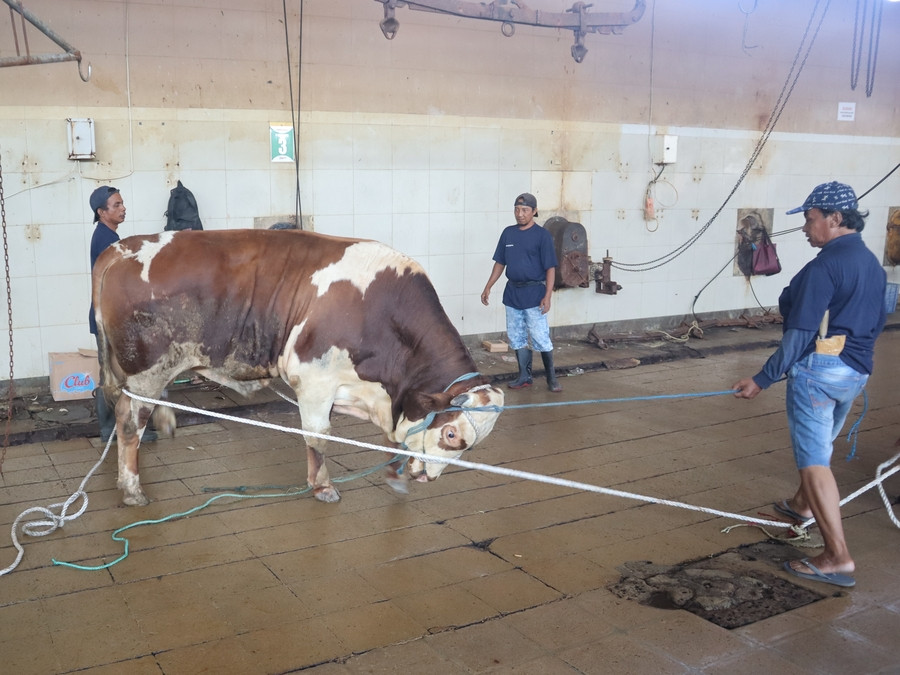 Target 250 Ekor, RPH Surabaya Optimis Layanan Pemotongan Qurban 2026 Meningkat