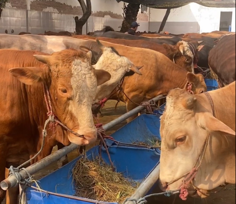 Pendaftar Layanan Qurban Amanah RPH Surabaya Tembus 114 Ekor Sapi