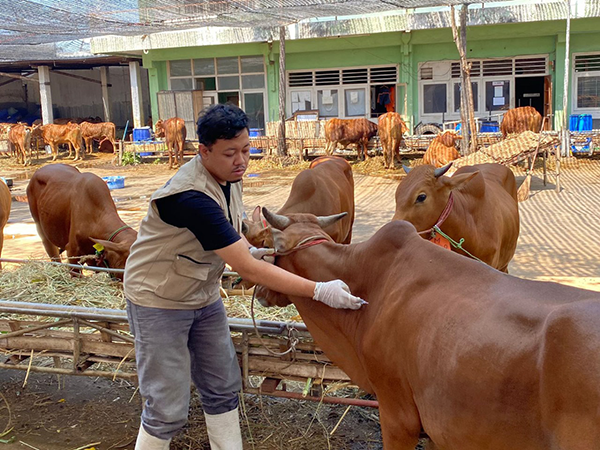 Qurban Aman