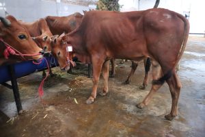 Pendaftaran Qurban RPH Surabaya Diperpanjang, Total 180 Ekor Sapi Terdaftar